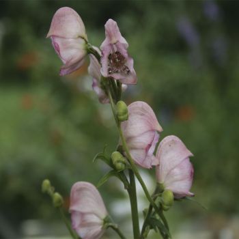 Аконит клобучковый Pink Sensation (Aconitum napellus Pink Sensation)