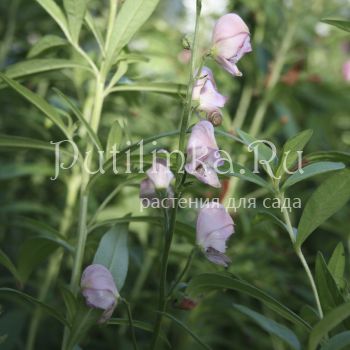 Аконит клобучковый Pink Sensation (Aconitum napellus Pink Sensation)