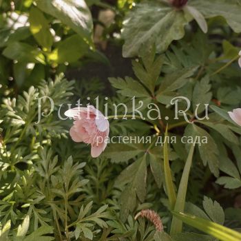 Анемона дубравная Pink Delight (A. Pink Delight)