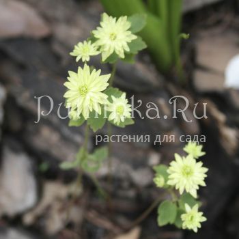 Анемонелла василистниковая  Double Green (Anemonella thalictroides Double Green)