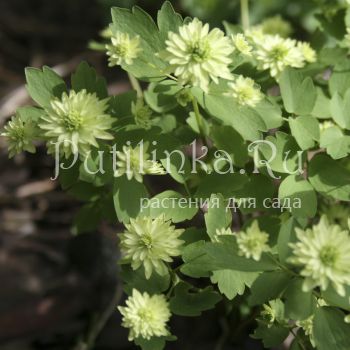 Анемонелла василистниковая  Double Green (Anemonella thalictroides Double Green)