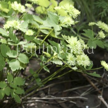 Анемонелла василистниковая  Double Green (Anemonella thalictroides Double Green)