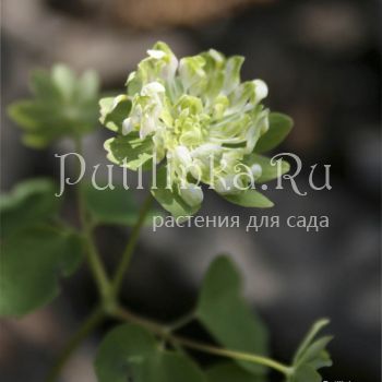 Анемонелла василистниковая Green Hurricane (Anemonella thalictroides Green Hurricane)