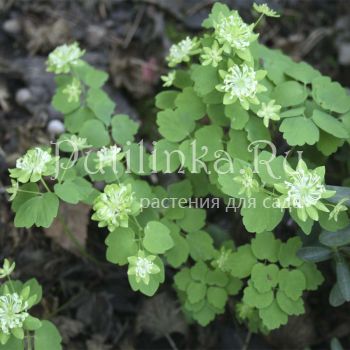 Анемонелла василистниковая Green Hurricane (Anemonella thalictroides Green Hurricane)