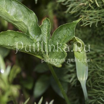 Аризема Жакмана (Arisaema jacquemontii)