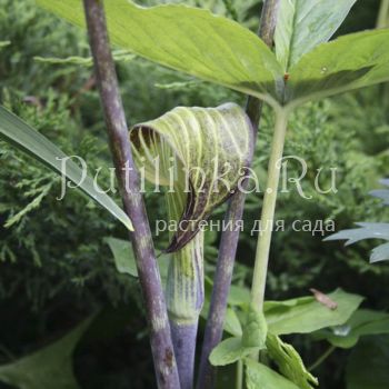 Аризема ssp (Arisaema ssp)