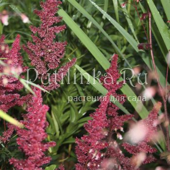 Астильба (Astilbe сорт уточняется)