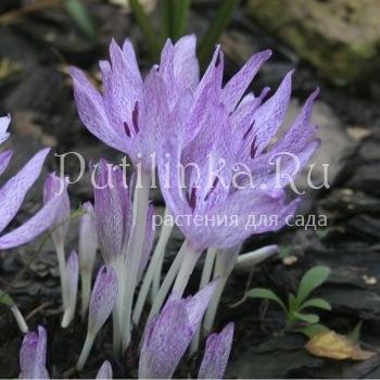 Безвременник Агриппы, пестрый (Colchicum x agrippinum)