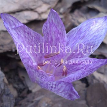 Безвременник Агриппы, пестрый (Colchicum x agrippinum)