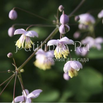 Василистник Делавея (T. delavayi hinckleyi)
