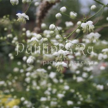 Василистник Делавея Splendide White (T. Delavayi Splendide White )