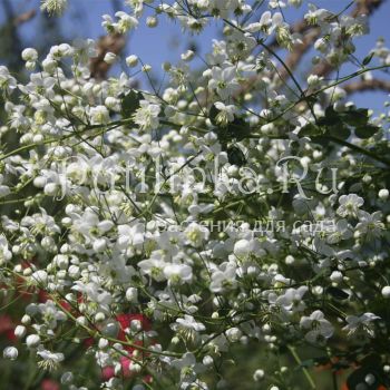 Василистник Делавея Splendide White (T. Delavayi Splendide White )