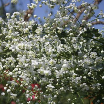 Василистник Делавея Splendide White (Thalictrum Delavayi Splendide White )