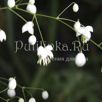 Василистник Делавея Splendide White (T. Delavayi Splendide White )