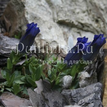 Горечавка динарская (Gentiana dinarica)