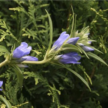 Горечавка Трехцветковая (Gentiana triflora)