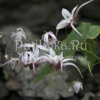 Горянка заостренная sp. (Epimedium accuminatum)