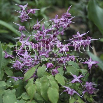 Горянка крупноцветковая  Lilafee (Epimedium grandiflorum Lilafee)