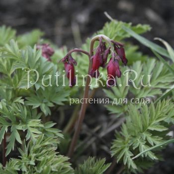 Дицентра великолепная Luxuriant (Dicentra formosa Luxuriant)