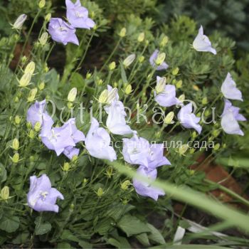 Колокольчик псевдорайнера голубой (Campanula pseudo-raineri)