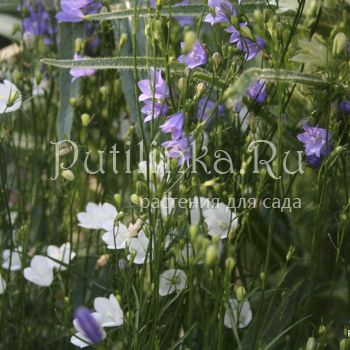 Колокольчик круглолистный (Campanula rotundifolia)