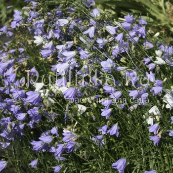 Колокольчик круглолистный (Campanula rotundifolia)