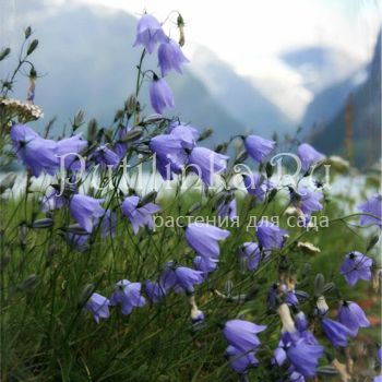 Колокольчик круглолистный (Campanula rotundifolia)