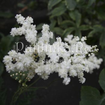 Лабазник обыкновенный Plena (Filipendula vulgaris Plena)