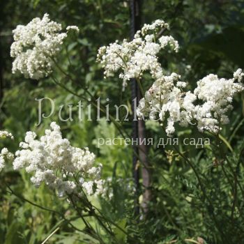 Лабазник обыкновенный Plena (Filipendula vulgaris Plena)