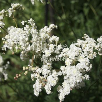 Лабазник обыкновенный Plena (Filipendula vulgaris Plena)