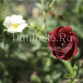 Лапчатка Flamboyant (Potentilla Flamboyant)