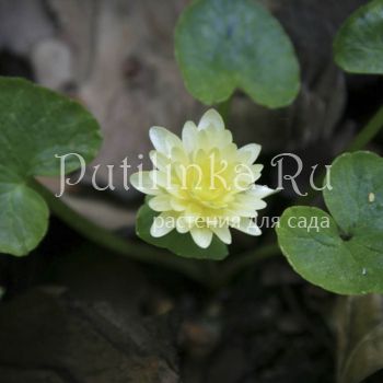 Лютик Wisley Double White (Ranunculus ficaria Wisley Double White)