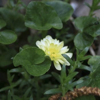 Лютик Wisley Double White (Ranunculus ficaria Wisley Double White)
