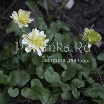 Лютик Wisley Double White (Ranunculus ficaria Wisley Double White)