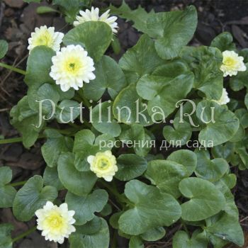 Лютик Wisley Double White (Ranunculus ficaria Wisley Double White)