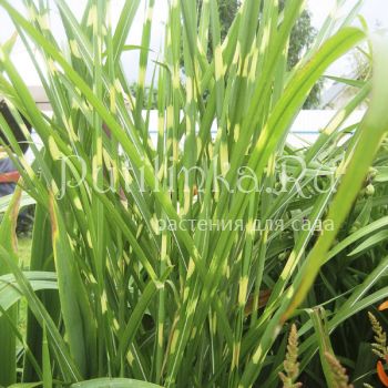Мискантус китайский Sebrinus (M. sinensis Sebrinus)