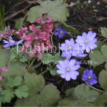 Печеночница Трансильванская (Hepatica transsilvanica)