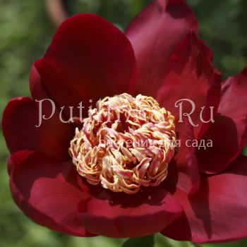 Пион Nippon Beauty (Paeonia Nippon Beauty (Auten, 1927, США))