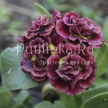 Примула ушковая Forest Rochet (Primula auricula Forest Rochet)