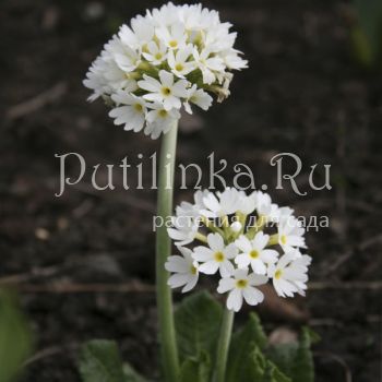 Примула мелкозубчатая Alba (Primula denticulata Alba)