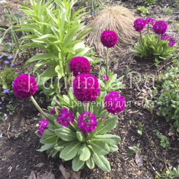 Примула мелкозубчатая Rubra (Primula denticulata Rubra)