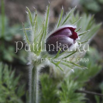 Прострел обыкновенный Red (Pulsatilla vulgaris Red)