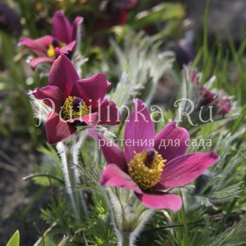 Прострел обыкновенный Red (Pulsatilla vulgaris Red)