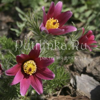 Прострел обыкновенный Red (Pulsatilla vulgaris Red)