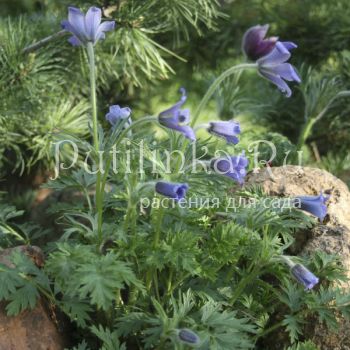 Прострел сомнительный (Pulsatilla ambiqua)