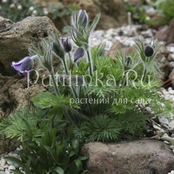 Прострел сомнительный (Pulsatilla ambiqua)