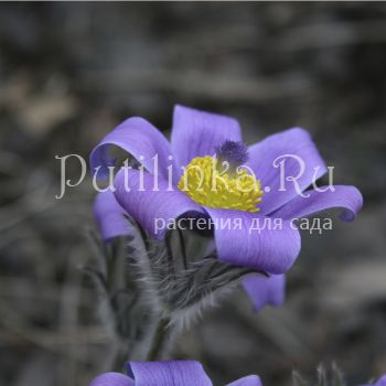 Прострел Турчанинова (Pulsatilla turczaninovii)