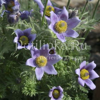 Прострел Турчанинова (Pulsatilla turczaninovii)