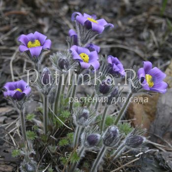 Прострел Турчанинова (Pulsatilla turczaninovii)