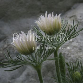 Прострел обыкновенный Papageno Alba (Pulsatilla vulgaris Papageno Alba)